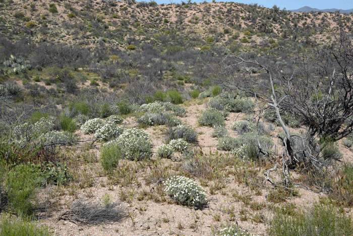 Desert Zinnia is found in elevations from 2,500 to 6,500 feet (762-1,981 m); habitat preferences are upper deserts, dry and rocky slopes and flats, mesas, caliche or calcareous soils. Zinnia acerosa